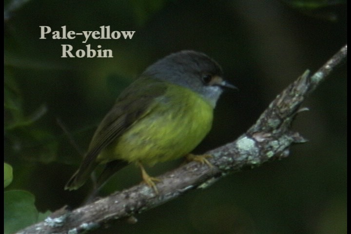 Robin, Pale-yellow 1