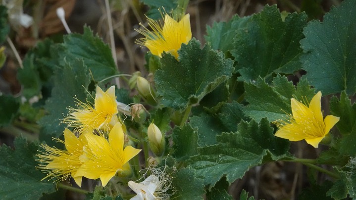 Rock-nettle, Eucnide bartonioides 4 Big Bend National Park, Texas (1)