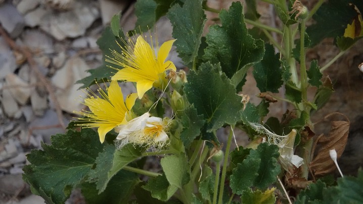 Rock-nettle, Eucnide bartonioides Big Bend National Park, Texas (1)