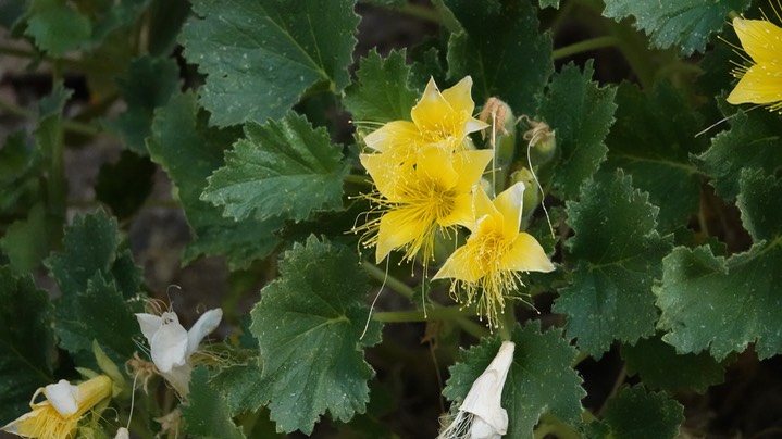 Rock-nettle, Eucnide bartonioides 3 Big Bend National Park, Texas