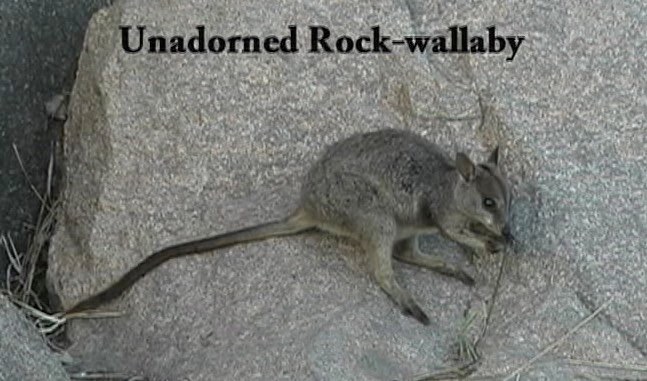 Rock-Wallaby, Unadorned 1