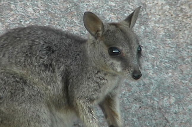 Rock-Wallaby, Unadorned 2