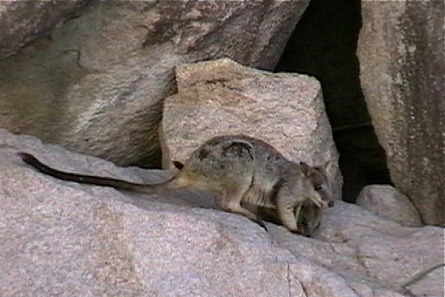 Rock-Wallaby, Unadorned 3