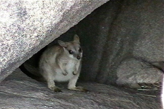 Rock-Wallaby, Unadorned 4