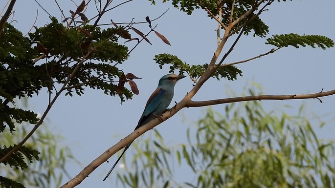 Roller, Abyssinan 2