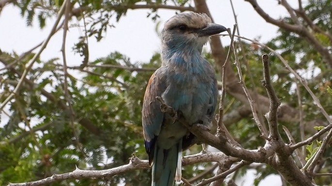 Roller, Abyssinan 4