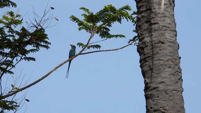 Roller, Abyssinan 5