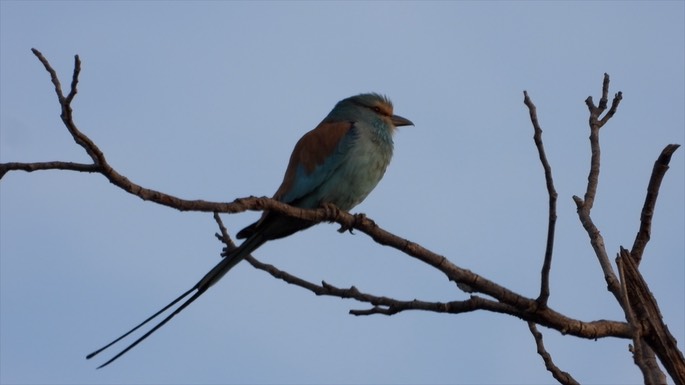 Roller, Abyssinian - Senegal 5