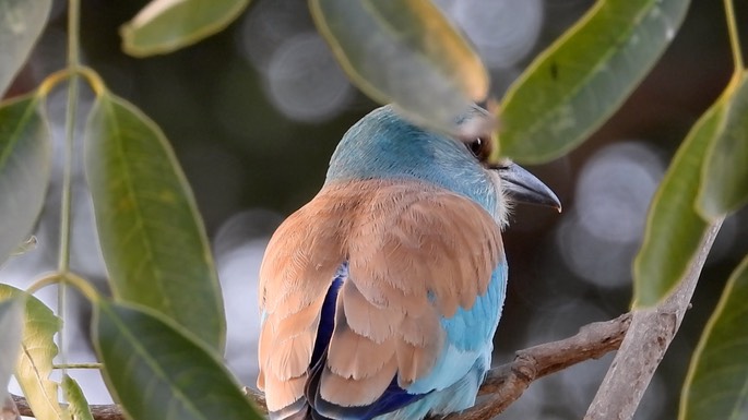 Roller, Abyssinian - Senegal 4