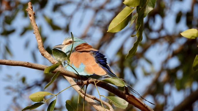 Roller, Abyssinian - Senegal 2