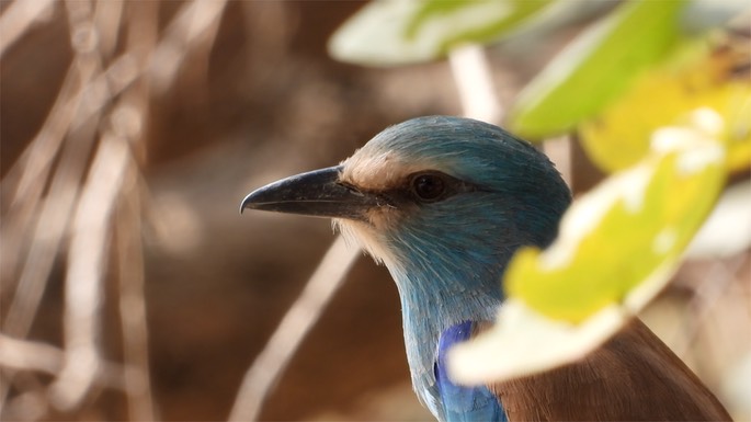 Roller, Abyssinian - Senegal 6