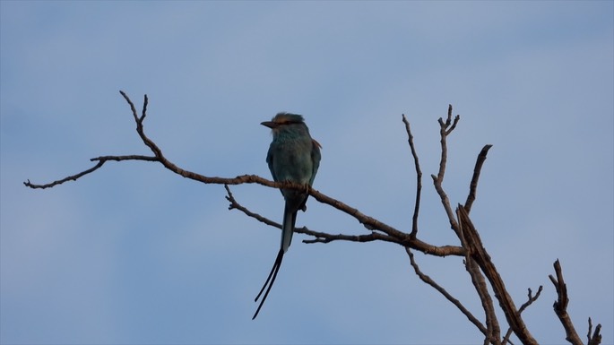 Roller, Abyssinian - Senegal 7