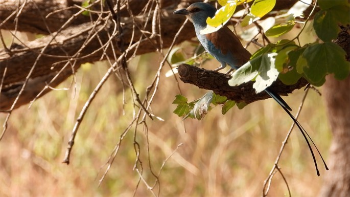 Roller, Abyssinian - Senegal 3