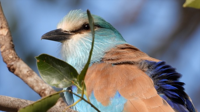 Roller, Abyssinian - Senegal 1