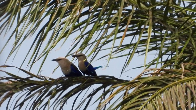 Roller, Blue-bellied 1