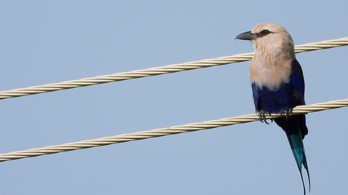 Roller, Blue-bellied 2