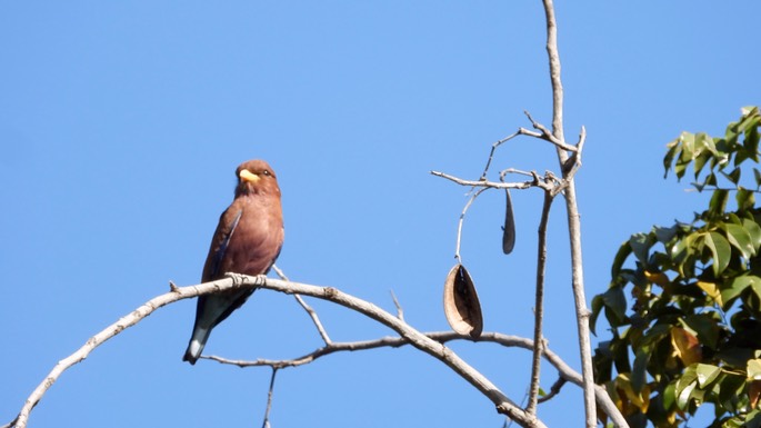 Roller, Broad-billed - Senegal