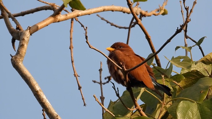 Roller, Broad-billed 1