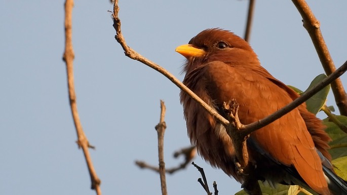 Roller, Broad-billed 2