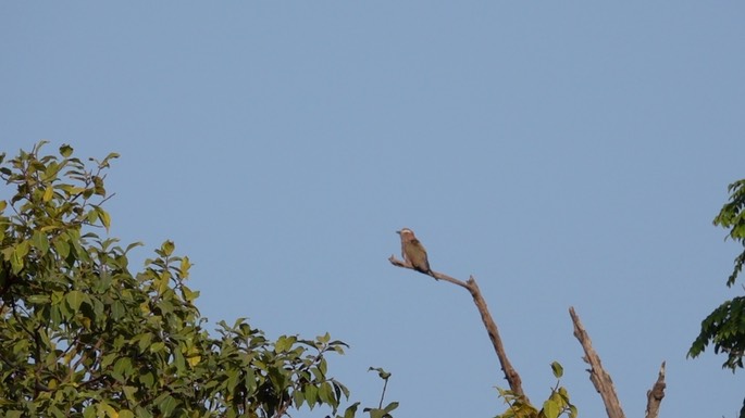 Roller, Rufous-crowned - Senegal