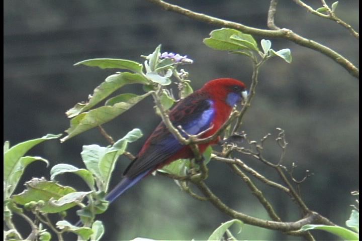 Rosella, Crimson 1