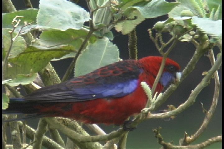 Rosella, Crimson 2