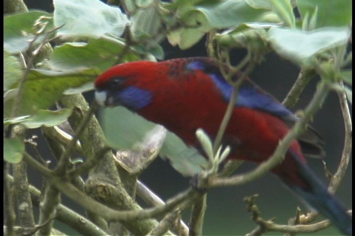 Rosella, Crimson 3