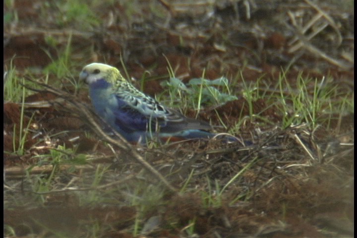 Rosella, Pale-headed 1