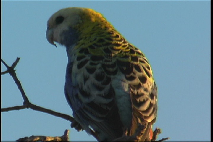 Rosella, Pale-headed 1