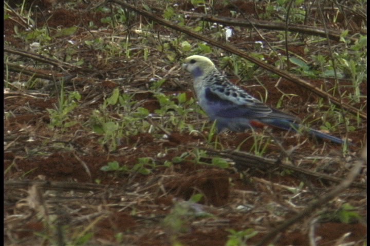 Rosella, Pale-headed 2