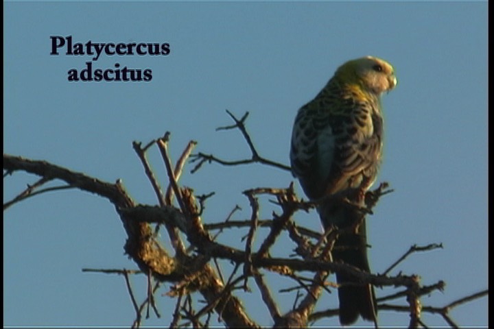 Rosella, Pale-headed 2