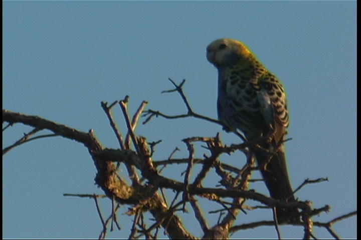 Rosella, Pale-headed 3