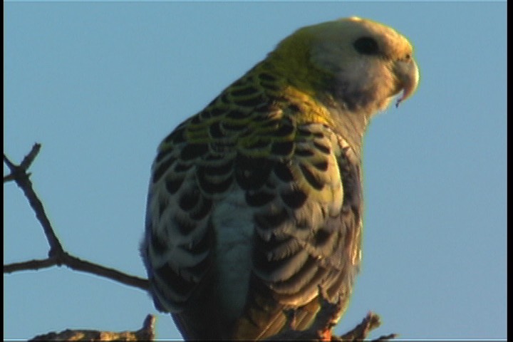 Rosella, Pale-headed 4