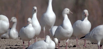 Ross's Goose