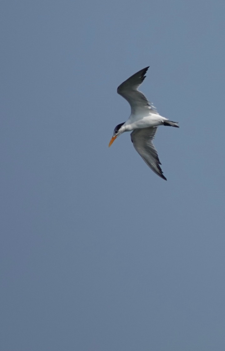 Royal Tern, Thalasseus maximus2