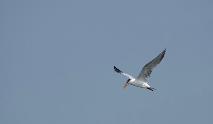 Royal Tern, Thalasseus maximus3