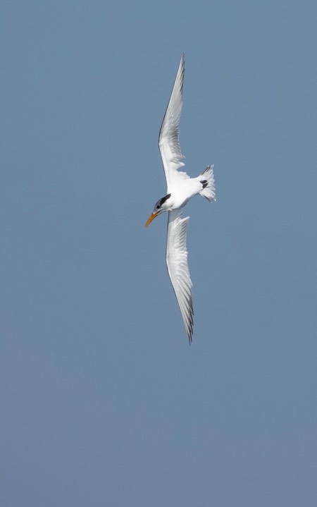 Royal Tern, Thalasseus maximus1