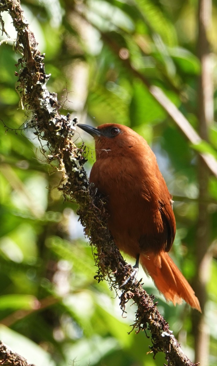 Rufous Spinetail h1