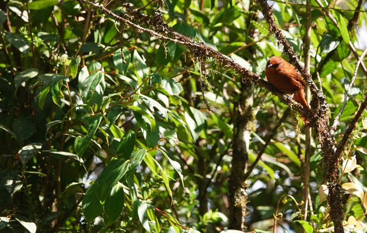 Rufous Spinetail h2