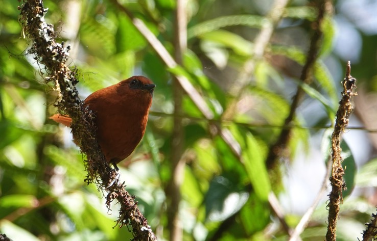 Rufous Spinetail h3