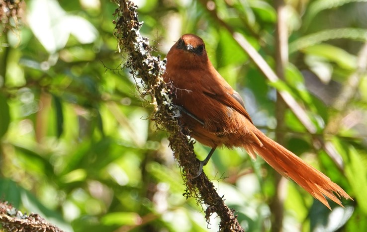 Rufous Spinetail h4