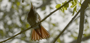 rufous-tailed-hummingbird_med