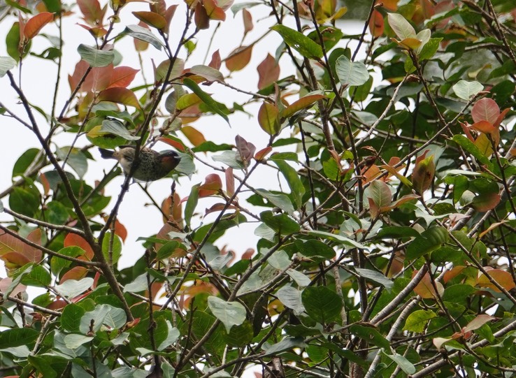 Rufous-throated Tanager1