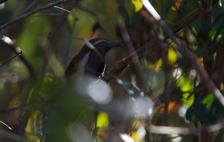 Rusty-backed Antwren, Formicivora rufa1