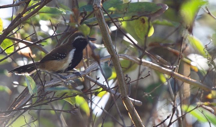 Rusty-backed Antwren, Formicivora rufa2