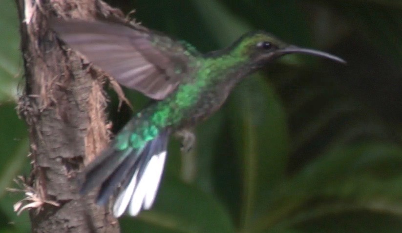 Sabrewing, White-tailed 1