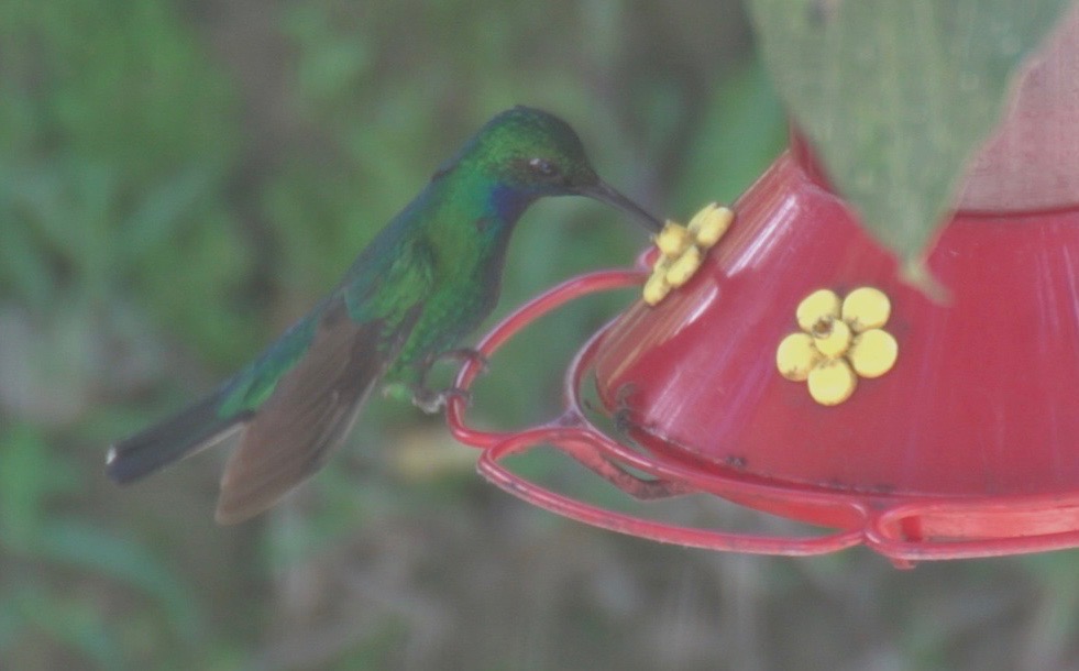 Sabrewing, White-tailed