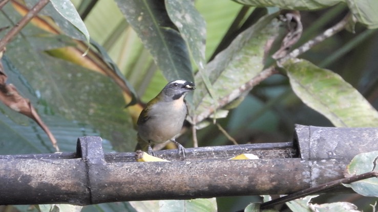 Saltator, Buff-throated (Cerrro Montezuma, Colombia) 2