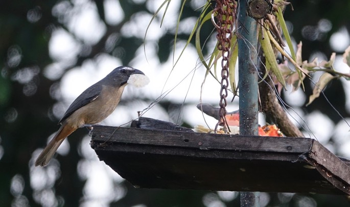 Saltator, Grayish - Rancho Primavera1