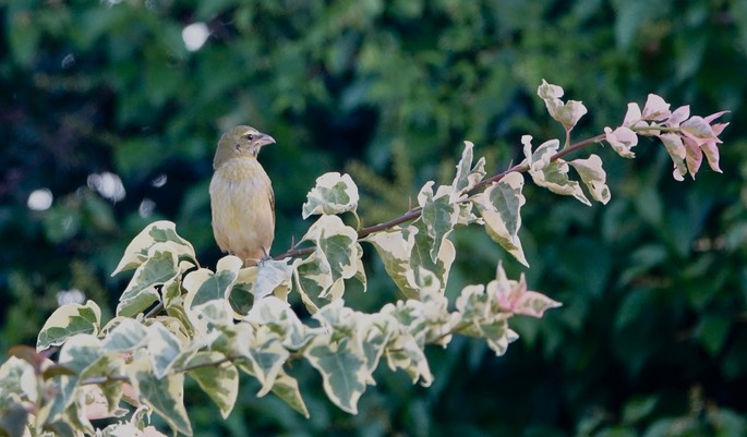 Saltator, Grayish - Rancho Primavera6